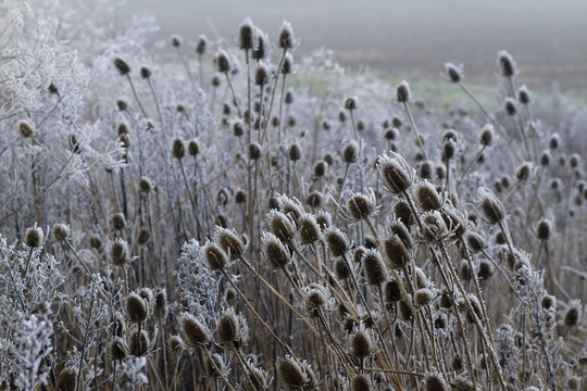 France, Les Moutiers-en-Retz, cardoons covered with white frost.