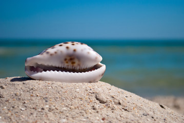Obraz na płótnie Canvas sea beautiful shell with white edges and purple back lies horizontally on yellow sand against the background of blue sea and white wave blue sky summer vacation vacation summer day heat beach beach