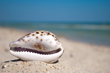 Obraz na płótnie Canvas sea beautiful shell with white edges and purple back lies horizontally on yellow sand against the background of blue sea and white wave blue sky summer vacation vacation summer day heat beach beach