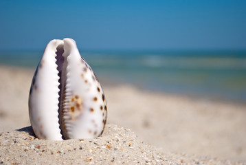 Obraz na płótnie Canvas sea beautiful shell with white edges and purple back stands vertically on yellow sand against the background of blue sea and white wave blue sky summer vacation vacation