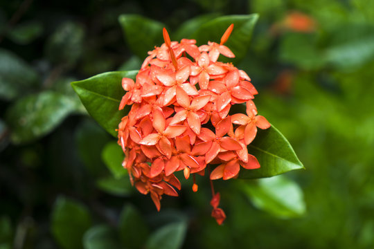 Ixora flower, Coeur Bouliki, Saint-Joseph, Martinique, France