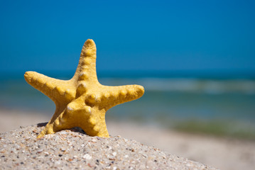 Fototapeta na wymiar beautiful bright yellow starfish sea inhabitant on yellow sand on a background of blue sea and a white wave blue sky summer vacation summer day heat beach
