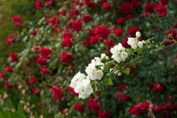 Bright red roses with buds on a background of a green bush after rain. Beautiful red roses in the summer garden. Branch of white jasmine on a background of a bush of red roses.