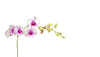 Fototapeta na wymiar Purple Orchid Flowers with Buds on White Background, Clipping Path