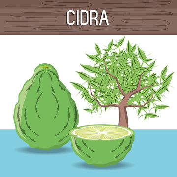 cidra fruit and tree over white background colorful design vector illutration