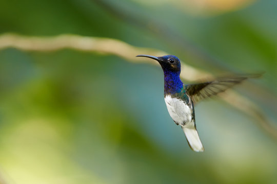 Close up photo, beautiful shining blue hummingbird, White-necked Jacobin Florisuga mellivora hovering in the air. Blurred colorful flowers in background, nice bokeh. Rain forest, Trinidad and Tobago.