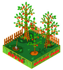 Apple harvest. Country garden in autumn. 3D isometric view. Vector illustration.