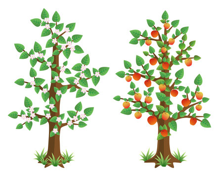 Apple tree in spring and autumn. Vector illustration.