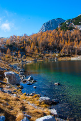 biggest lake in Triglav Lakes Valley with yellow larch trees , Slovenia