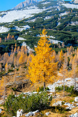 yellow larch tree high in the mountains