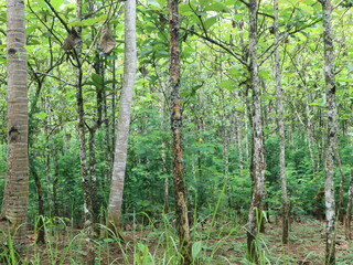 Fototapeta premium Fall tree roots in the forest with green foliage and paths of rice fields and waters