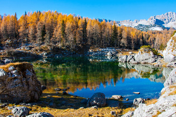 one of the Triglav Lake with yellow larch trees 