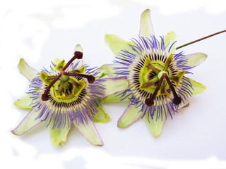Passiflora