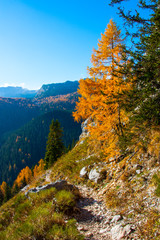 lonely larch tree sunlit in julian alps, Slovenia