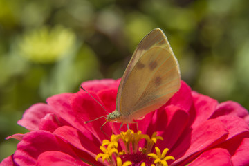 White butterfly on a pink flower