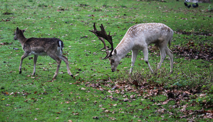 Fallow deer (dama dama)