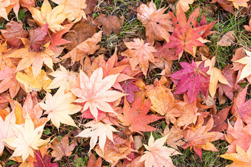 カラマツの黄葉