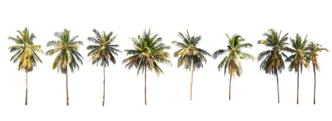 Washable wall murals Palm tree Coconut palm tree on white isolated