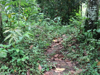 Fall tree roots in the forest with green foliage and paths of rice fields and waters

