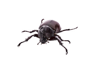 Beetles in nature ,Rhino beetle (Dynastinae)
