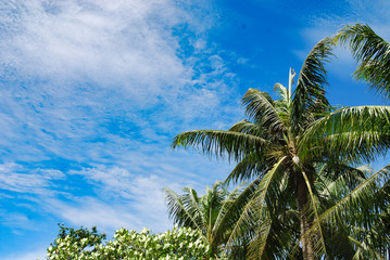 Coconut trees under the blue sky isolated for overlay design or text advertising