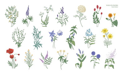 Set of realistic detailed colorful drawings of wild meadow herbs, herbaceous flowering plants, beautiful blooming flowers isolated on white background. Hand drawn botanical vector illustration.