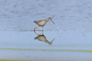 ツルシギ(spotted redshank)