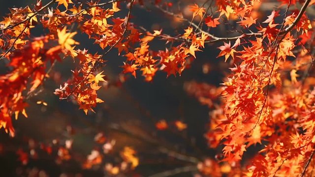 The wind tears off the autumn leaves from the red maple.
