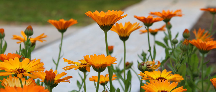 Orange Flowers Of Calendula In The Garden.