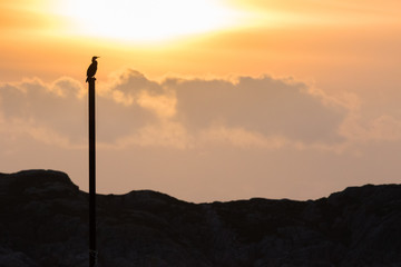 Cormorant Phalacrocorax carbo silhouette in golden evening light
