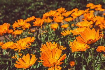 Orange flowers of calendula in the garden.