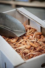 fresh fish in a fishshop