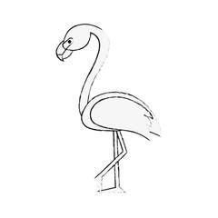 Beautiful flemish bird