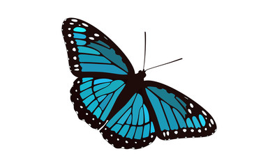 Blue Buttererfly Monarch - Graphic Isolated Design, Digital Illustration