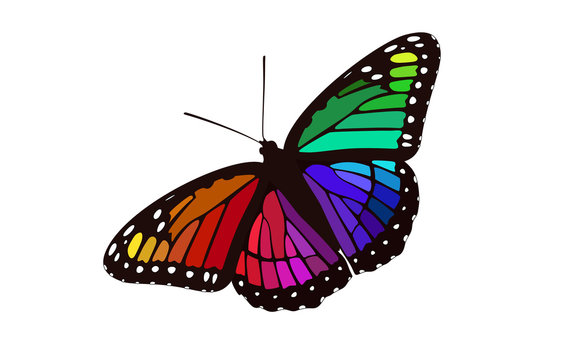 Rainbow Butterfly Digital Illustration - Monarch Graphic Design