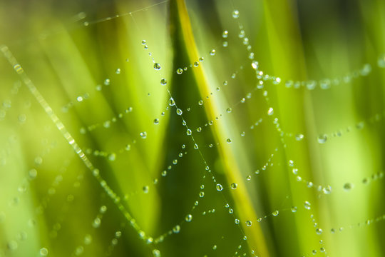 Water drops on the spider web