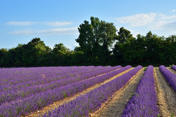 Fototapeta na wymiar Provence lavender fields, France