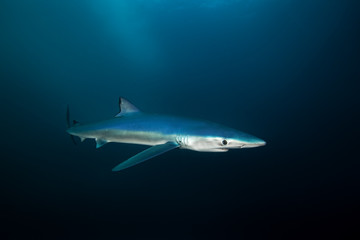 Naklejka premium niebieski rekin, prionace glauca, RPA