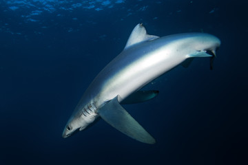 blue shark, prionace glauca, South Africa