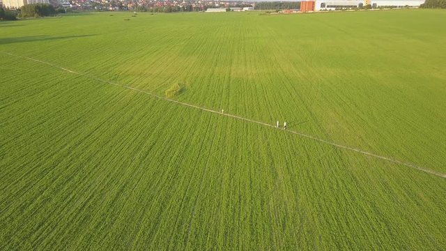 Aerial view of people walking on small path in green farming field. Drone shot