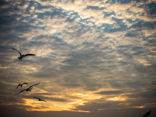 Sunset at a beach. Seagull, Herd of Seagulls are flying over a Seashore with beautiful twilight on background.