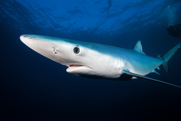 Obraz premium blue shark, prionace glauca, South Africa