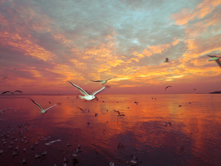 Sunset at a beach. Seagull, Herd of Seagulls are flying over a Seashore with beautiful twilight on background.