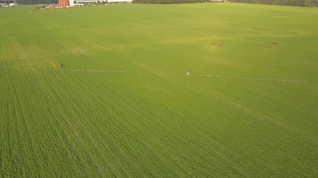 Aerial view of people walking on small path in green farming field. Drone shot