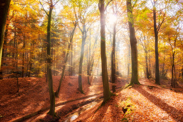Sunlight shining through the trees in a forest on a sunny  Autumn day.