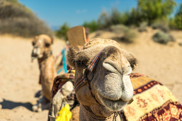 camels on a desert in the middle east