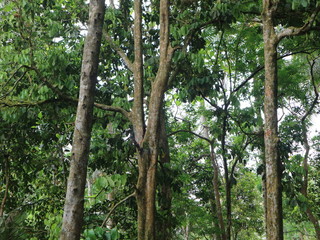 Fall tree roots in the forest with green foliage and paths of rice fields and waters

