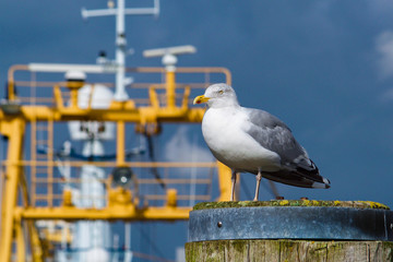 Möwe