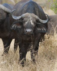 Obraz premium Cape buffalo, South Africa