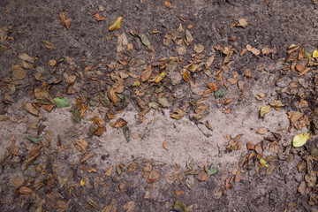 Erde, Laub und Äste auf einem Waldboden, Platz für Text/Typo